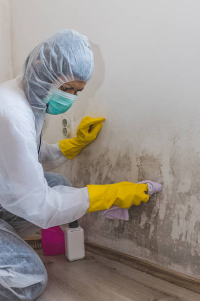 Best Mold Documentation for Insurance Claims  in Embreeville, TN